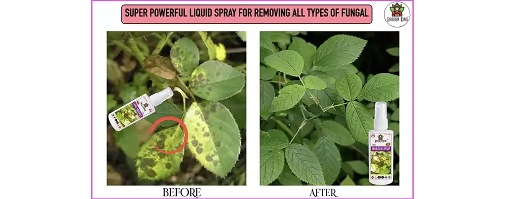 Garden King Liquid Fungicide Spray