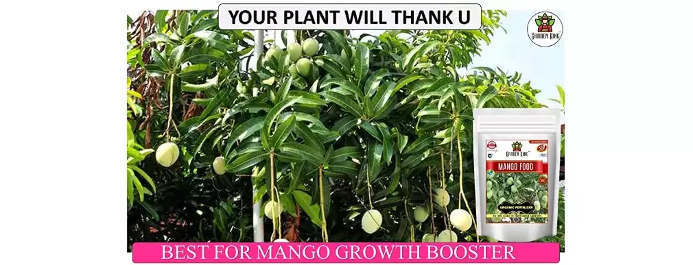 Garden King Mango Food