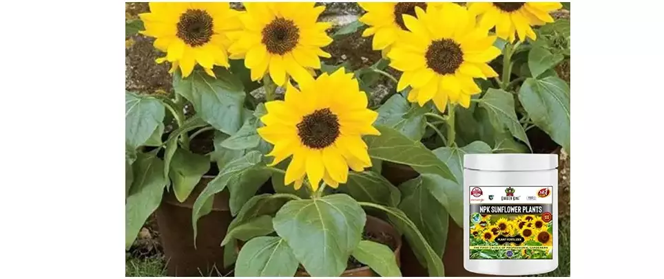 Garden King NPK For Sunflower Plant 