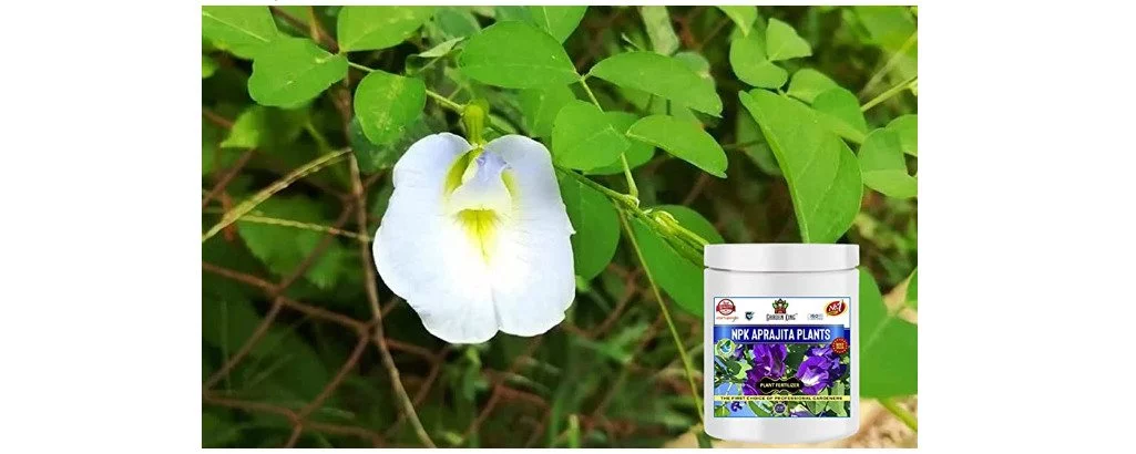 Garden King NPK for Aprajita Plant in any climate or in any environment for getting best the results. Be careful to avoid overwatering.