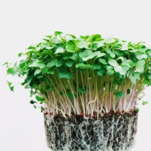 Erwon Broccoli Organic Microgreen Seeds From Sansar Green