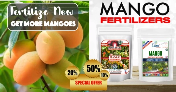 Mango fertilizer for growth of mangoes